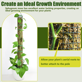 HOLANHING monstera climbing setup demonstrates upward training for lush growth.