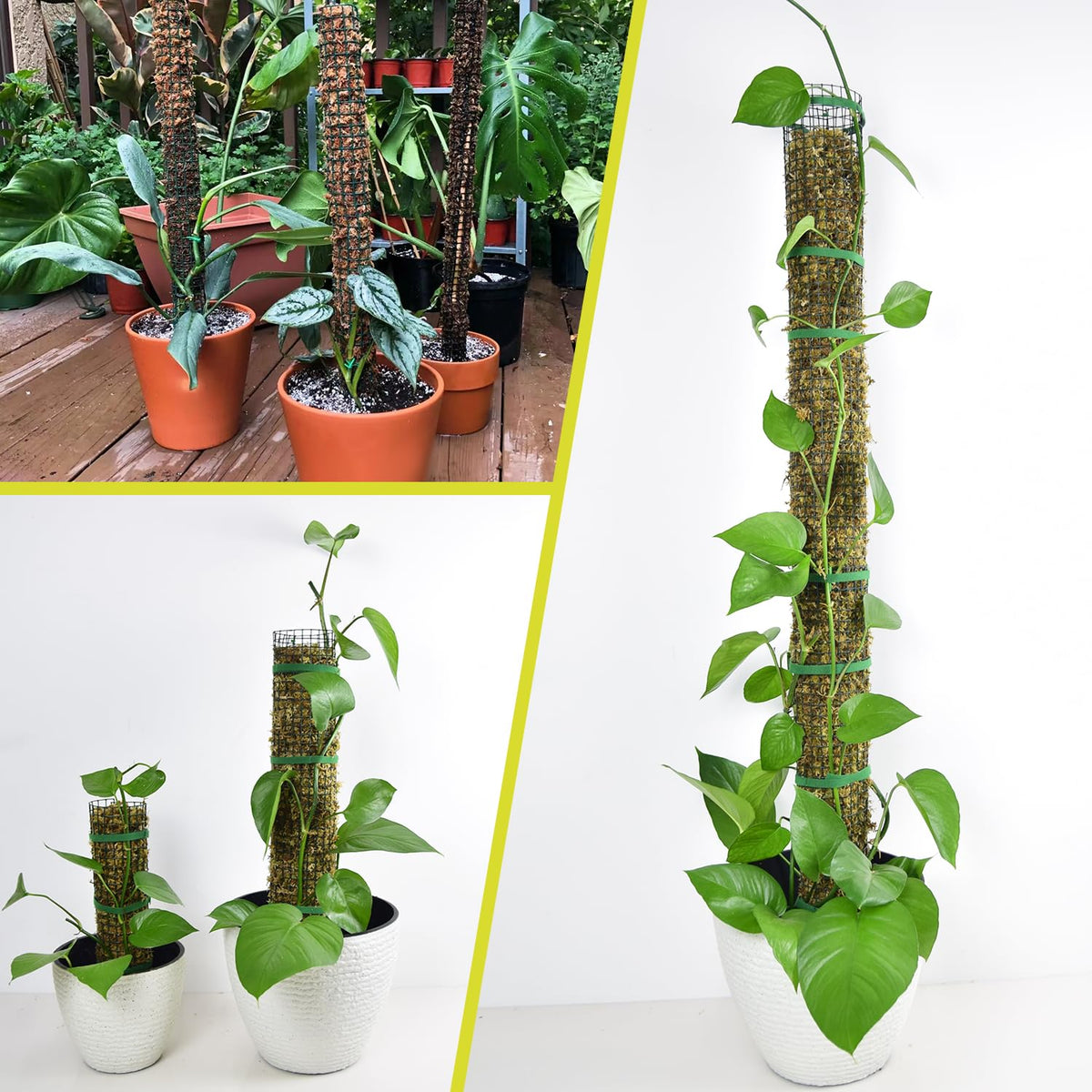 HOLANHING plant training with moss pole enables lush, greener leaves
