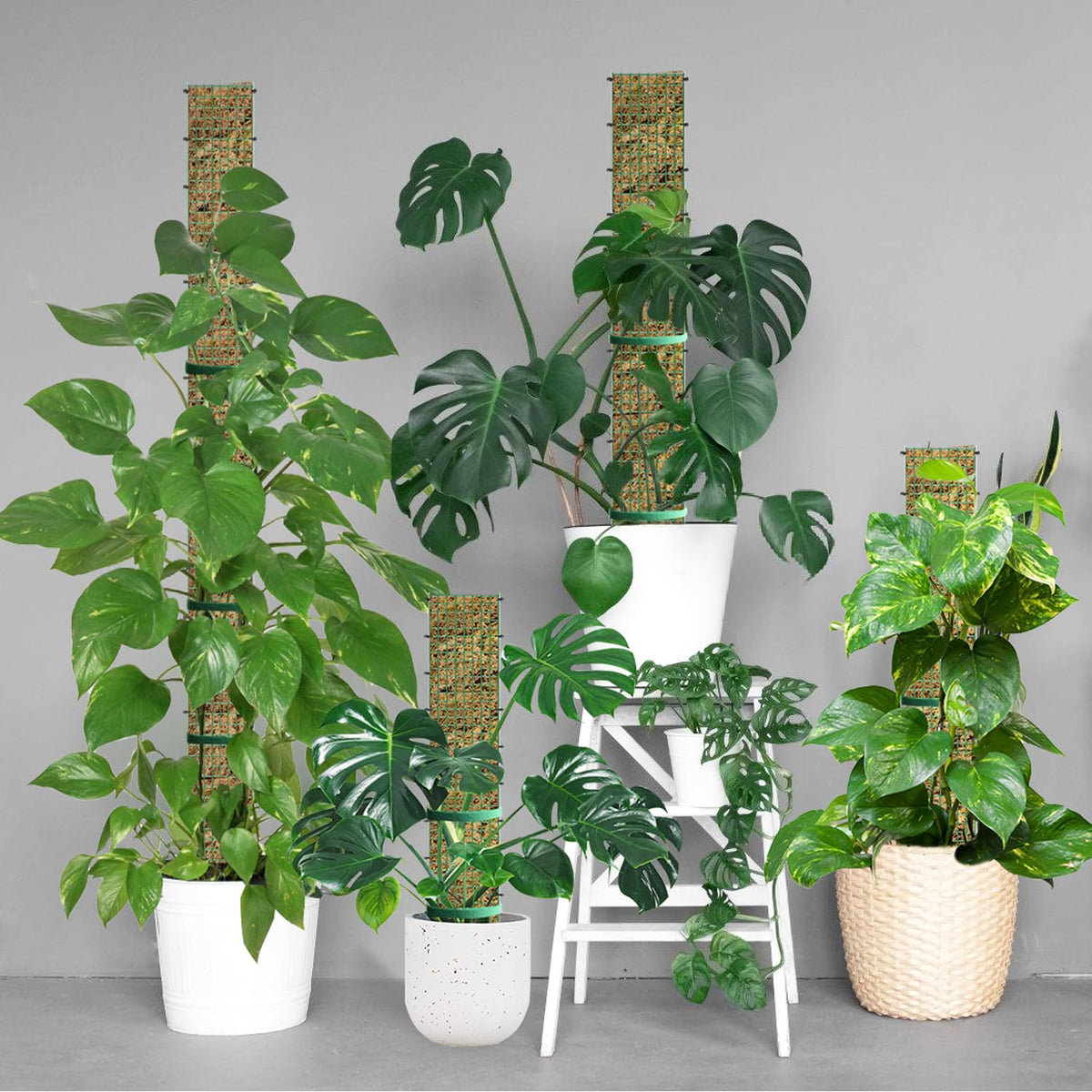 HOLANHING upward growth demonstrate plant climbing using moss pole