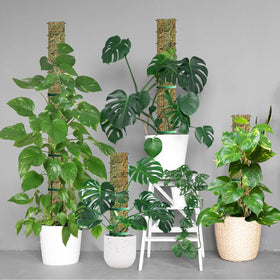 HOLANHING upward growth demonstrate plant climbing using moss pole