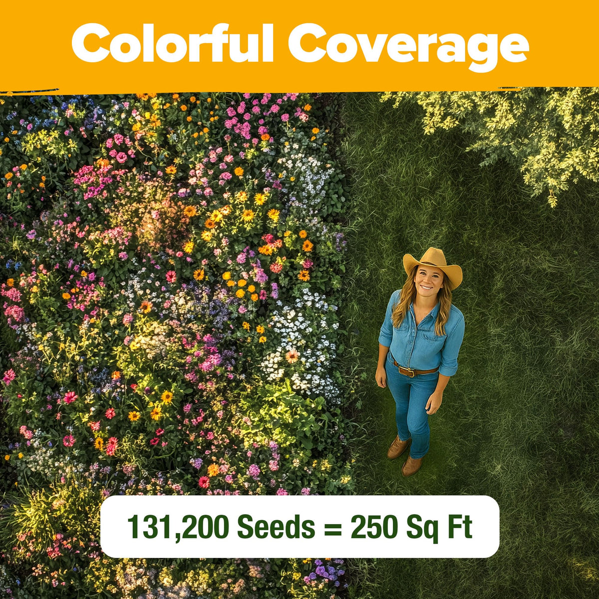 HOME GROWN tall 24-36 inch blooms image showing mature perennials for garden backdrops.