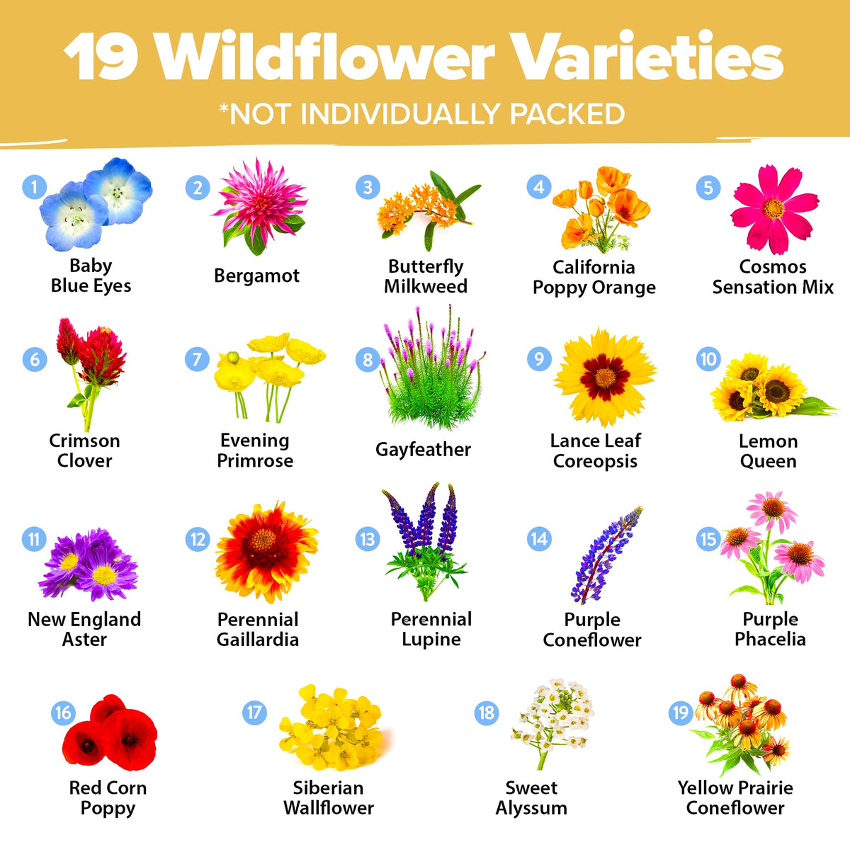 HOME GROWN 19-variety meadow mix ready to plant along sunny borders