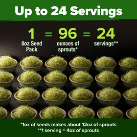 HOME GROWN alfalfa sprout seeds heirloom, untreated and traditional sprouting