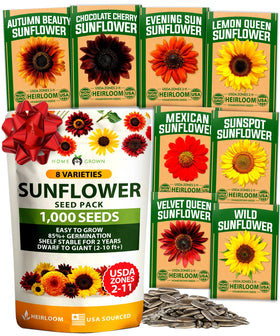 HOME GROWN Autumn Beauty sunflower seeds for vibrant border blooms and warm hues