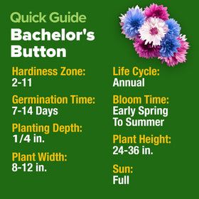 HOME GROWN Bachelor Button seeds bee-attracting blooms invite pollinators to your yard.