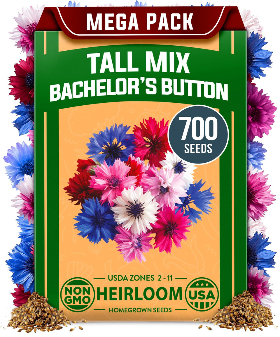 HOME GROWN Bachelor Button seeds closeup bloom for bright border color and lively garden appeal.