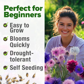 HOME GROWN Bachelor Button seeds cut-friendly flowers for bouquets and arrangements.
