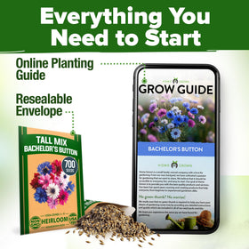 HOME GROWN Bachelor Button seeds easy-to-grow annuals for quick garden magic.