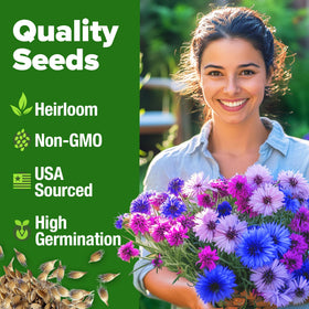 HOME GROWN Bachelor Button seeds tall mix blooms add dramatic height and color in beds.