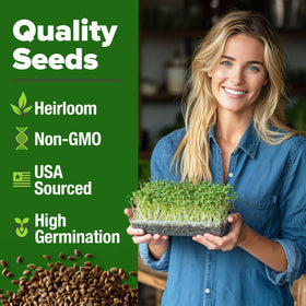 HOME GROWN broccoli seeds yield five day sprouts for quick, flavorful greens