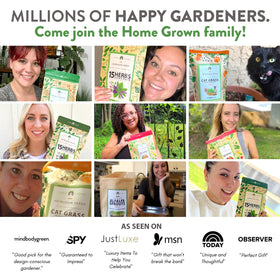HOME GROWN broccoli seeds beginners guide included for confident starts