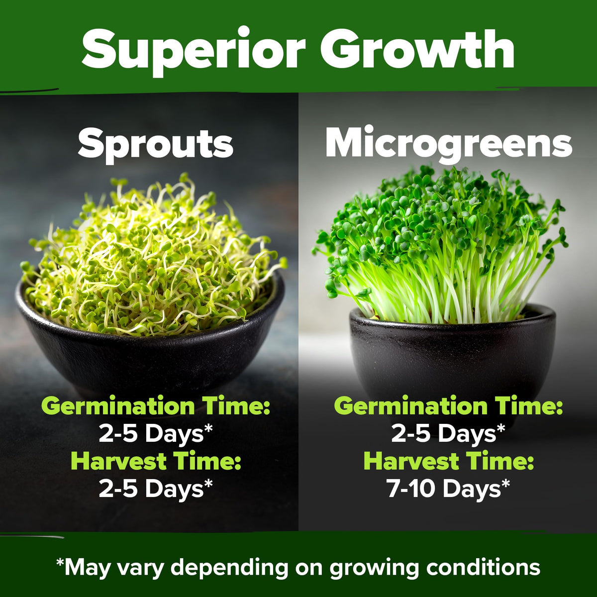HOME GROWN broccoli seeds non-GMO batch ensures reliable results