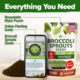 HOME GROWN broccoli seeds sprouting jars used in a tidy kitchen setup