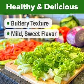 HOME GROWN Buttercrunch lettuce leaves harvested for fresh salads.