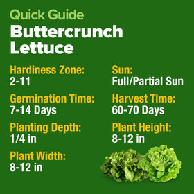HOME GROWN Buttercrunch heirloom non-GMO seeds highlighted for natural flavor.