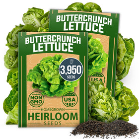 HOME GROWN Buttercrunch lettuce seeds bulk pack ready for planting.