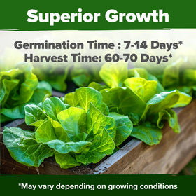 HOME GROWN Buttercrunch seeds showing high germination potential.