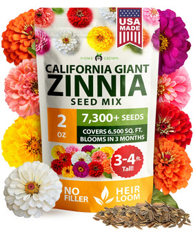 HOME GROWN California Giant zinnias color blooms brighten borders and beds