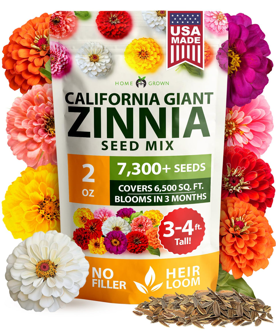HOME GROWN California Giant zinnias color blooms brighten borders and beds