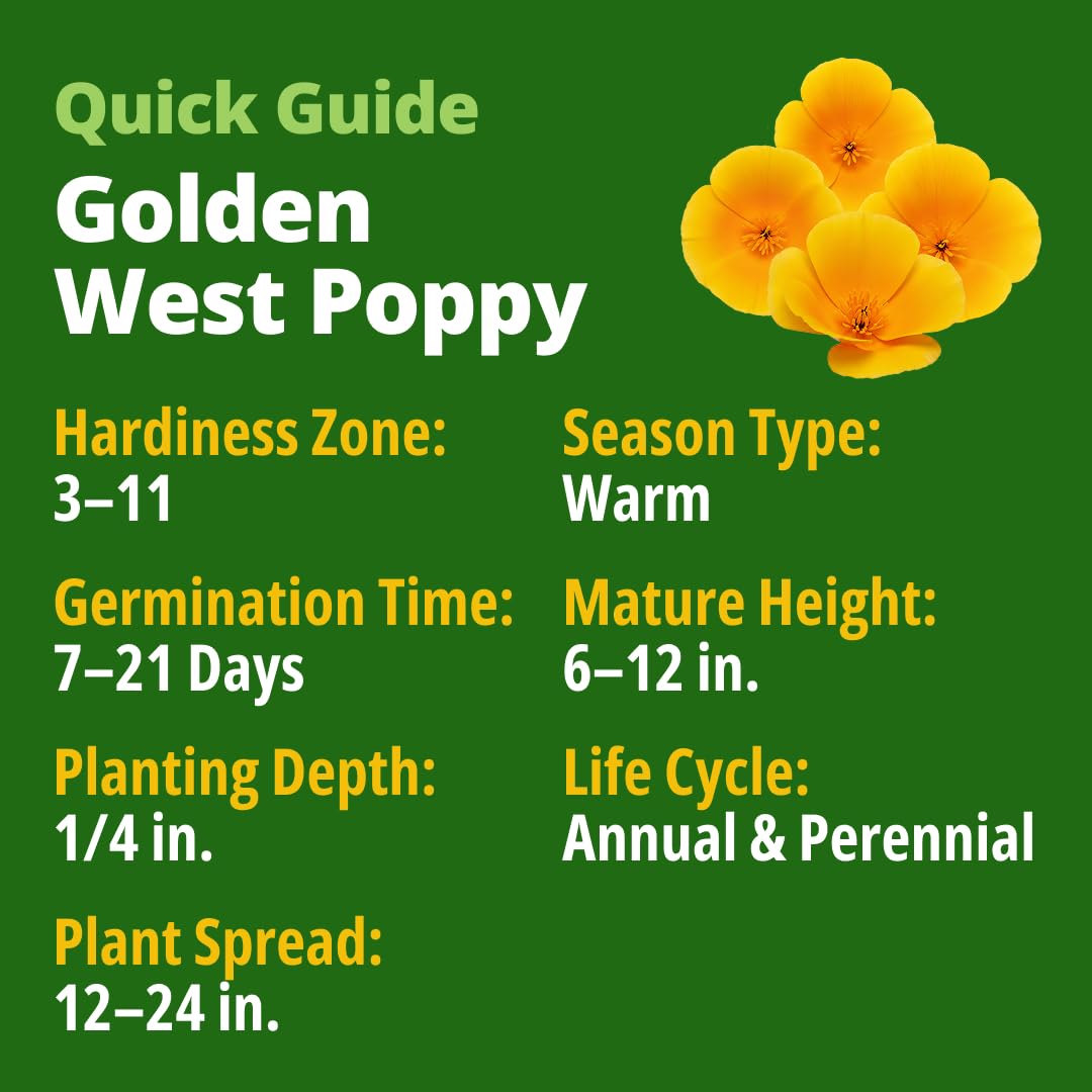 HOME GROWN California Poppy Golden West dawn bloom with sunlit petals