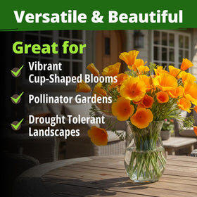 HOME GROWN California Poppy Golden West pollinator beacon attracts bees