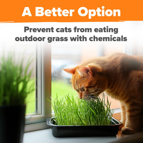 HOME GROWN small pets enjoy a nutritious greens snack.