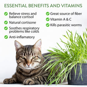 HOME GROWN catnip and valerian mix provides varied play stimuli