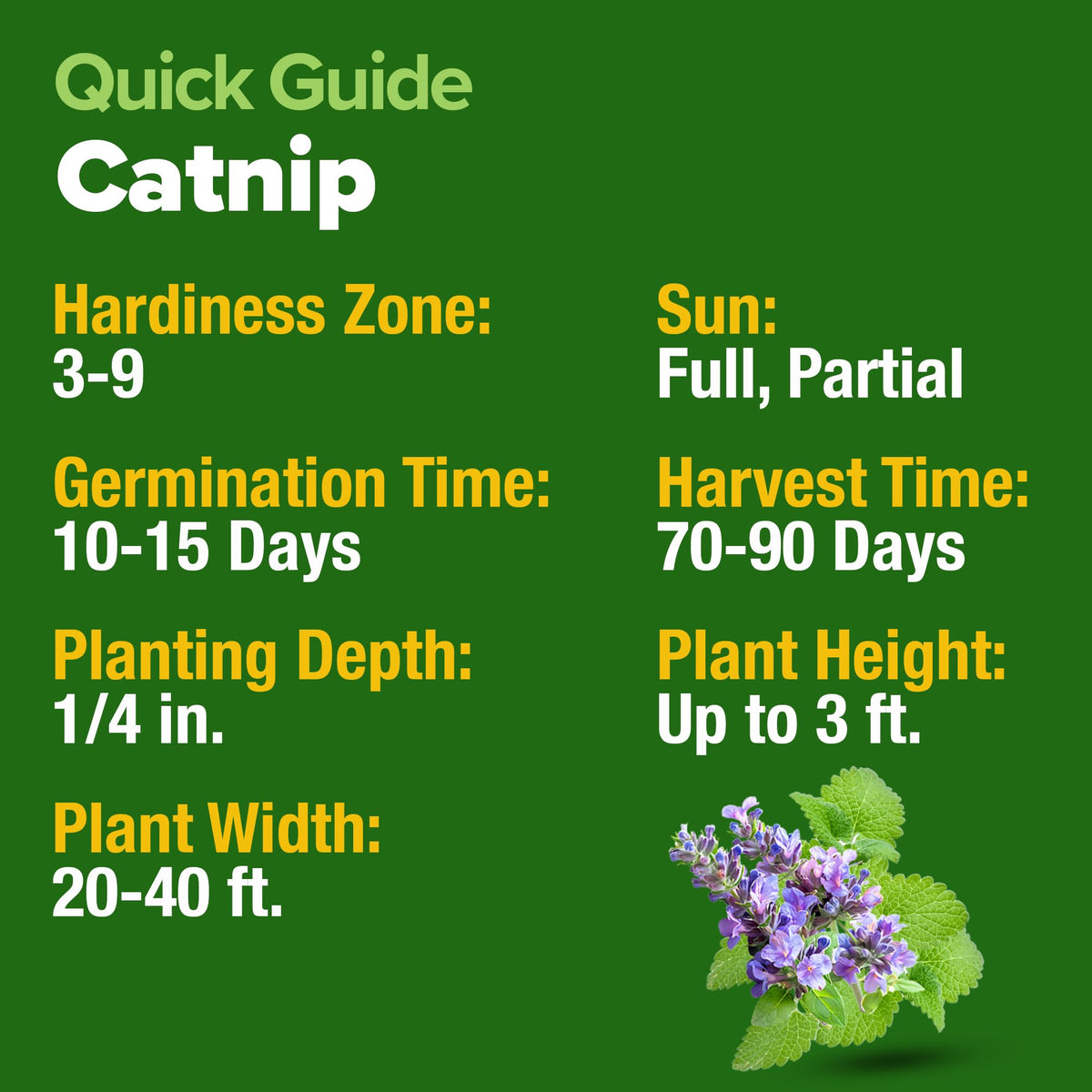 HOME GROWN Catnip Seeds Heirloom: timeless variety for healthy growth.