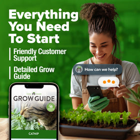 HOME GROWN Catnip Seeds Indoor Outdoor: versatile growing options for homes.