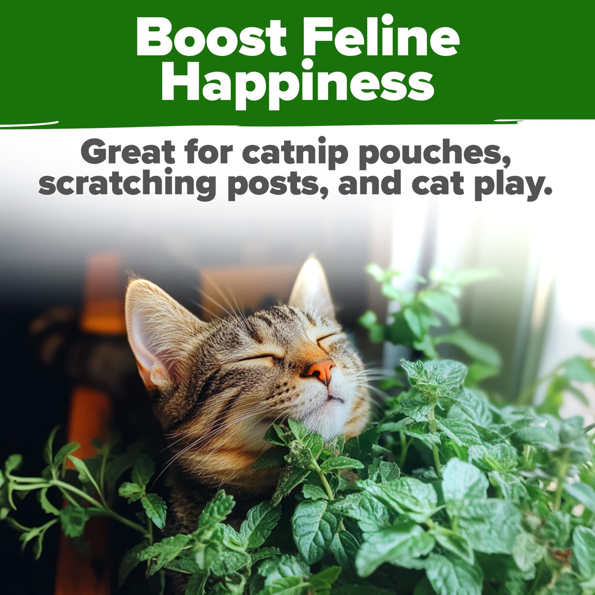 HOME GROWN Catnip Seeds Pack 4232: large seed count for steady supply.