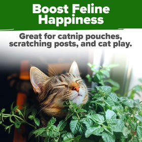 HOME GROWN Catnip Seeds Pack 4232: large seed count for steady supply.