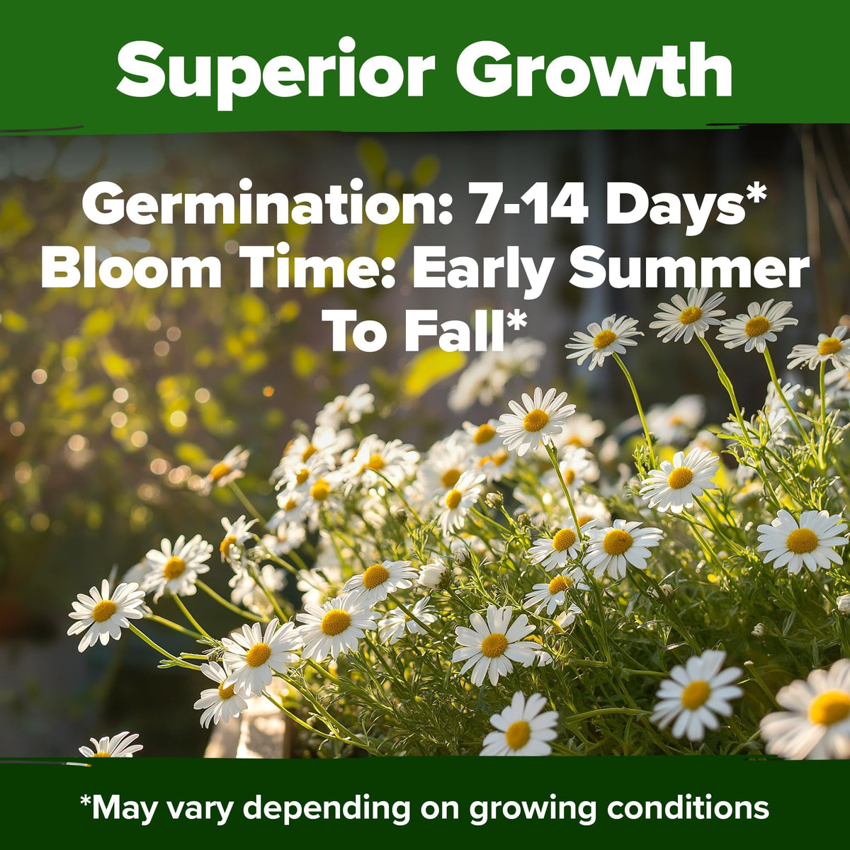 HOME GROWN chamomile plant, drought-tolerant once established, with low water needs.