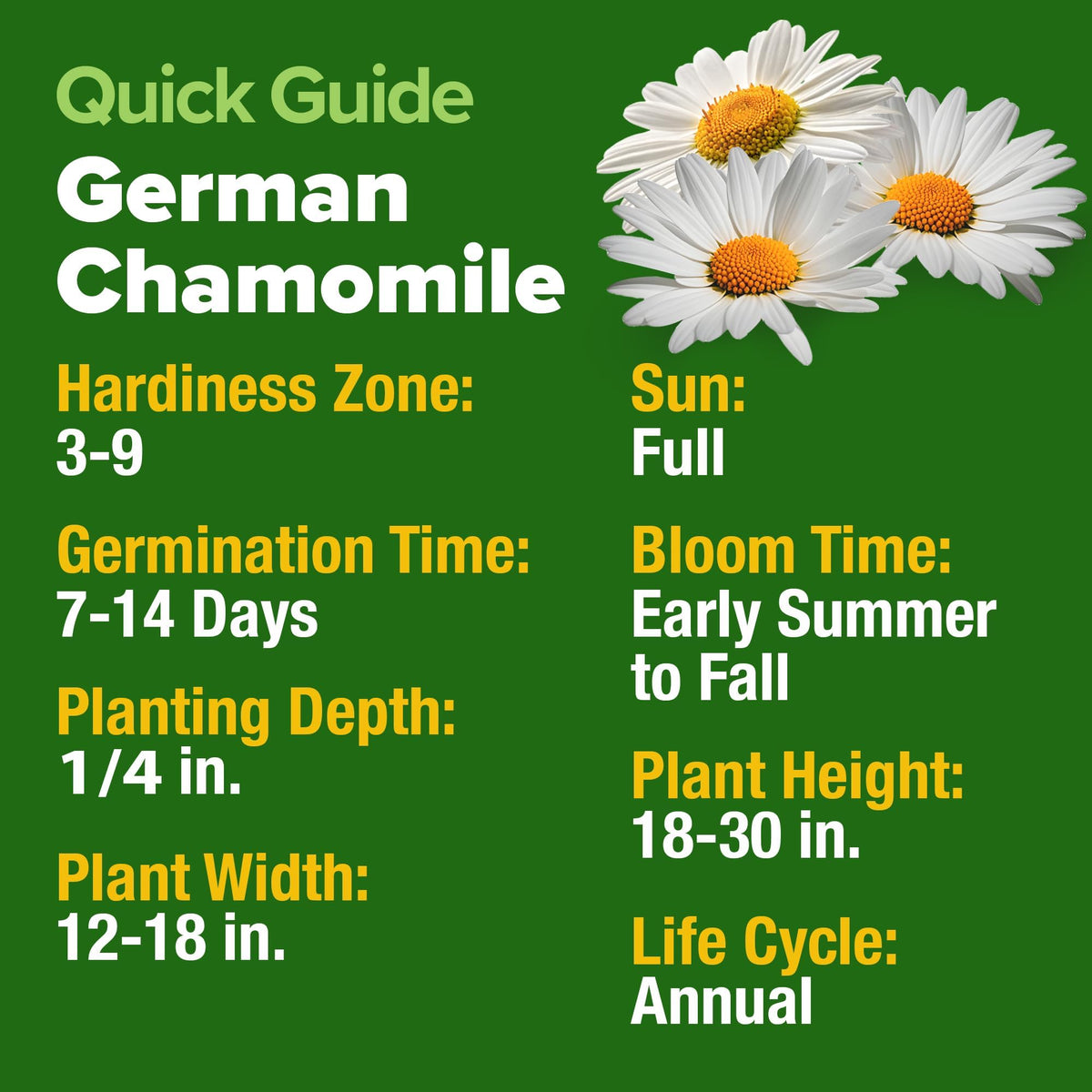 HOME GROWN chamomile attracts bees and butterflies for pollinator friendly gardens.