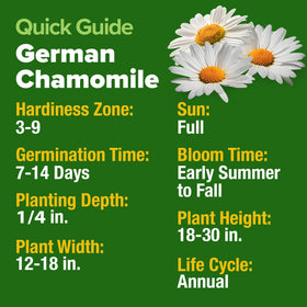 HOME GROWN chamomile attracts bees and butterflies for pollinator friendly gardens.