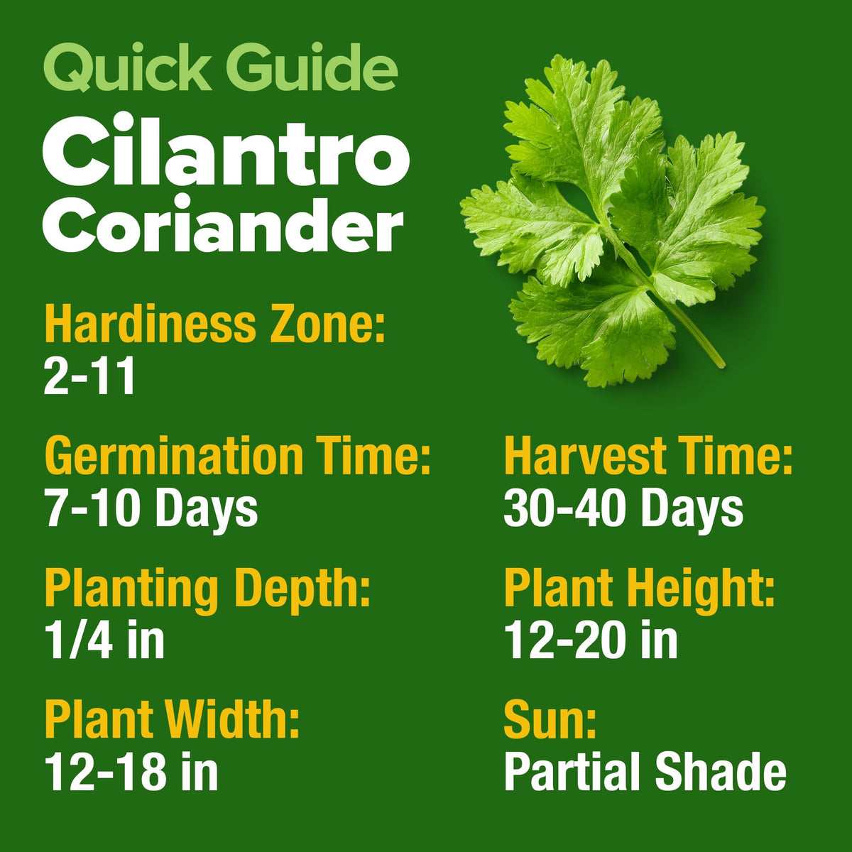 HOME GROWN cilantro plants thriving in pot indoor garden
