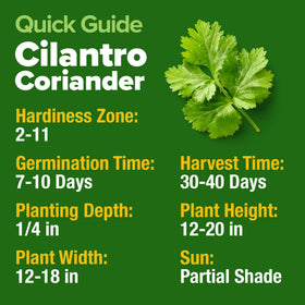 HOME GROWN cilantro plants thriving in pot indoor garden