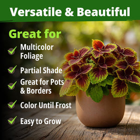 HOME GROWN Rainbow Coleus seeds-on-packet image signals easy care and reliable color payoff.