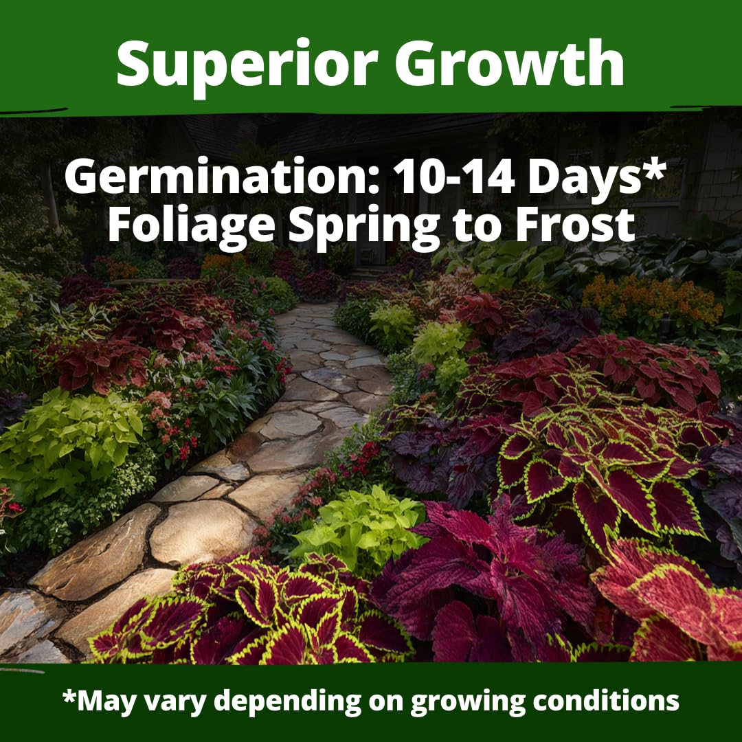 HOME GROWN Rainbow Coleus germination close-up shows 5–14 day potential for quick indoor color.