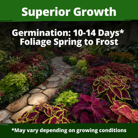 HOME GROWN Rainbow Coleus germination close-up shows 5–14 day potential for quick indoor color.