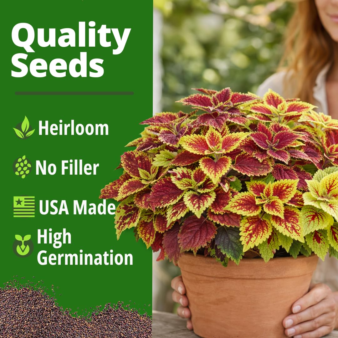 HOME GROWN Rainbow Coleus leaves close-up demonstrates vivid multicolor pattern for shelf accents.