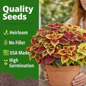 HOME GROWN Rainbow Coleus leaves close-up demonstrates vivid multicolor pattern for shelf accents.
