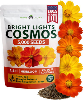 HOME GROWN Cosmos Bright Lights bloom closeup showcases vibrant petals for borders.