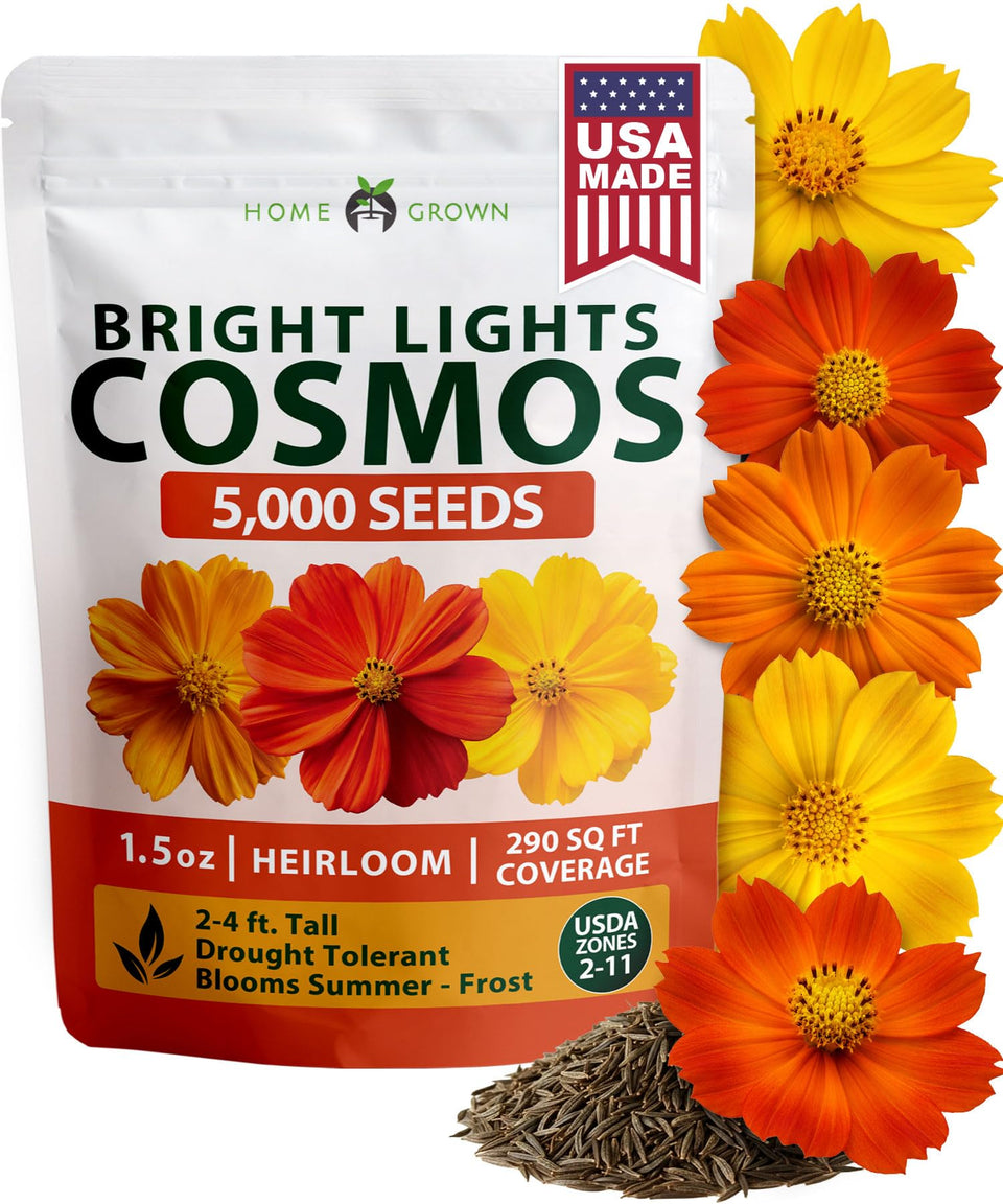HOME GROWN Cosmos Bright Lights bloom closeup showcases vibrant petals for borders.