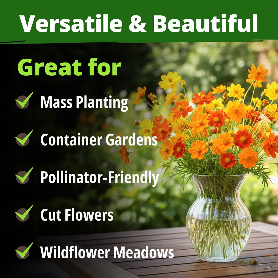HOME GROWN Cosmos Bright Lights drought resilience image emphasizes heat-tolerant performance.