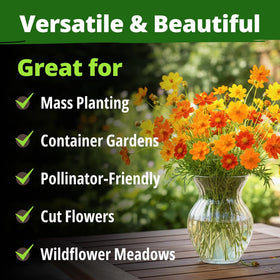 HOME GROWN Cosmos Bright Lights drought resilience image emphasizes heat-tolerant performance.