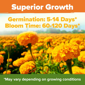 Bees and butterflies visit HOME GROWN Crackerjack marigolds, supporting pollinator-friendly gardens.