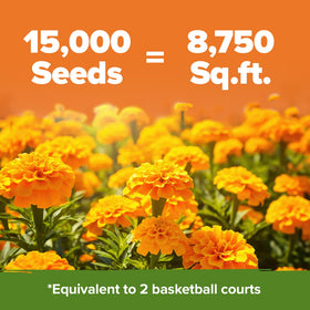 HOME GROWN Crackerjack marigold seeds sown in a garden bed for quick color.