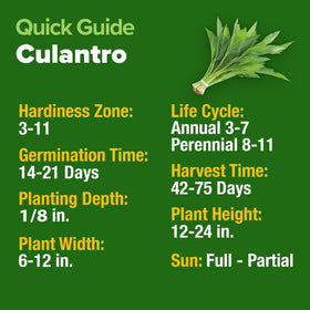 HOME GROWN Culantro seeds are heat-tolerant for hot climates.