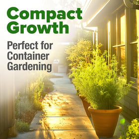 HOME GROWN Dill Seeds direct sow guide helps avoid transplanting
