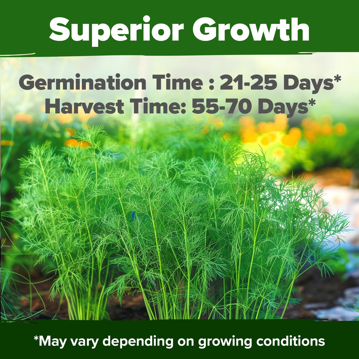 HOME GROWN Dill Seeds high germination rate indicator for thriving gardens